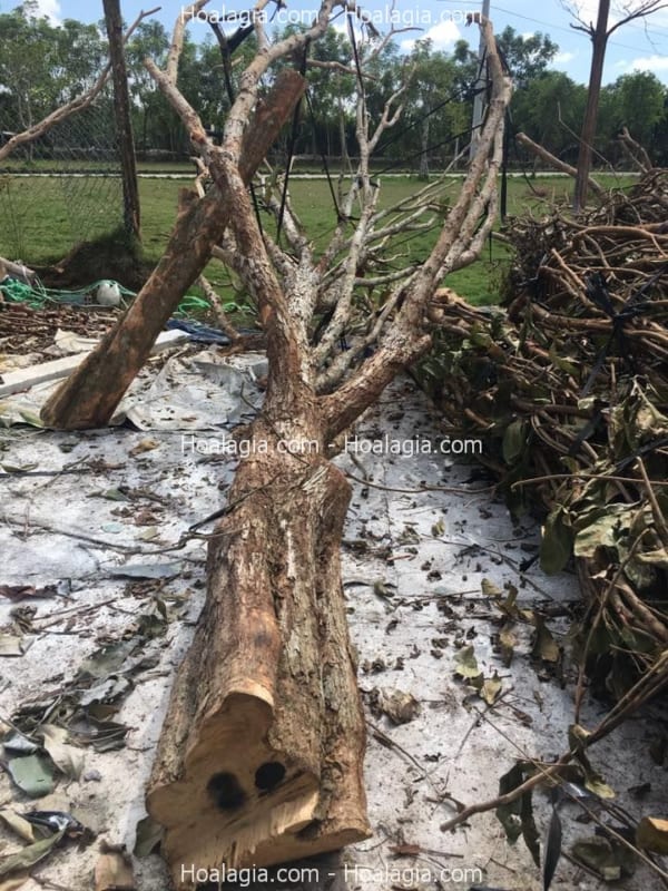 bán thân cây khô giả hà nội