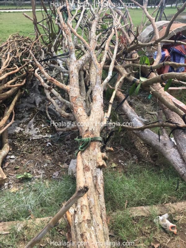 bán thân cây khô giả hcm