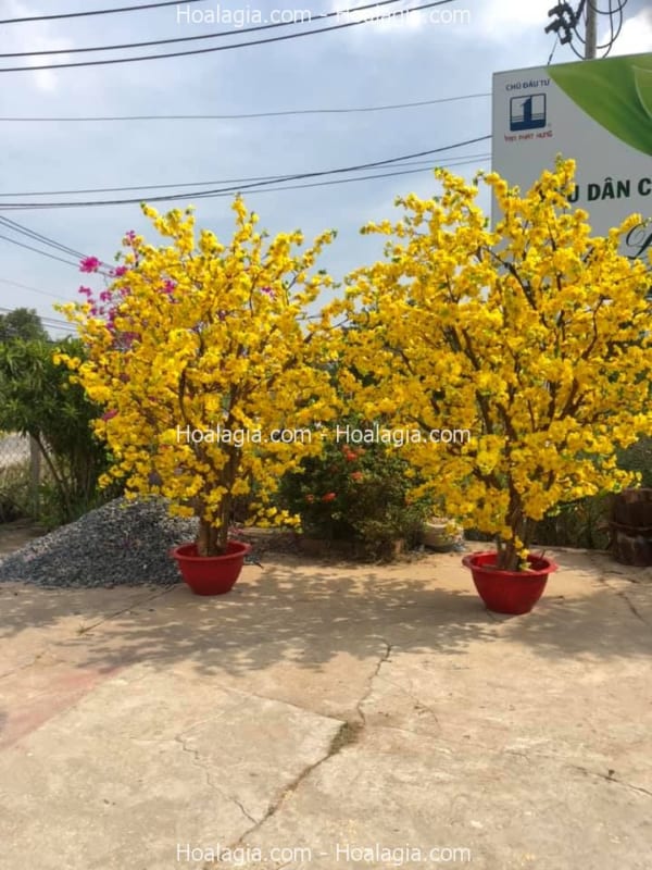 cây mai vàng giả cao 2m5