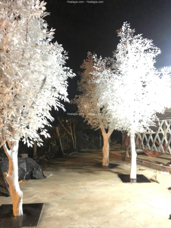cây si giả lá trắng cây si giả lá trắng