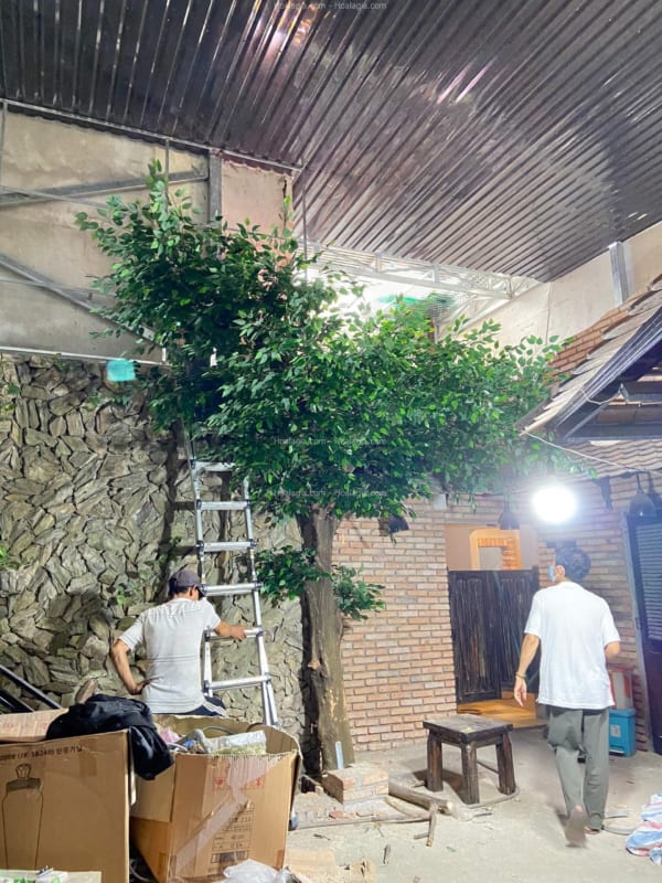 cây si giả trang trí quán