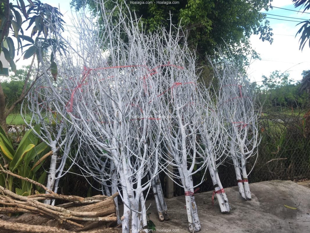 cây sơn trắng giả hcm