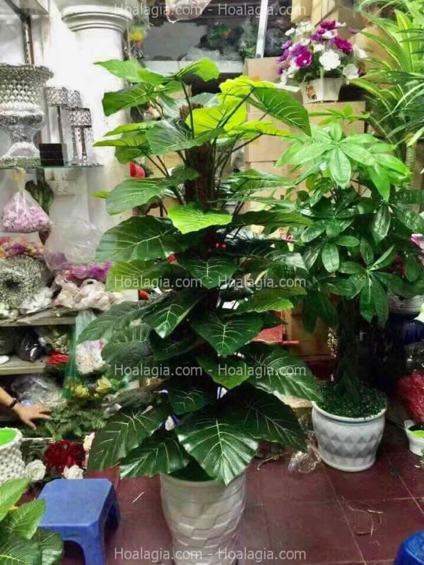 cây trầu bà giả