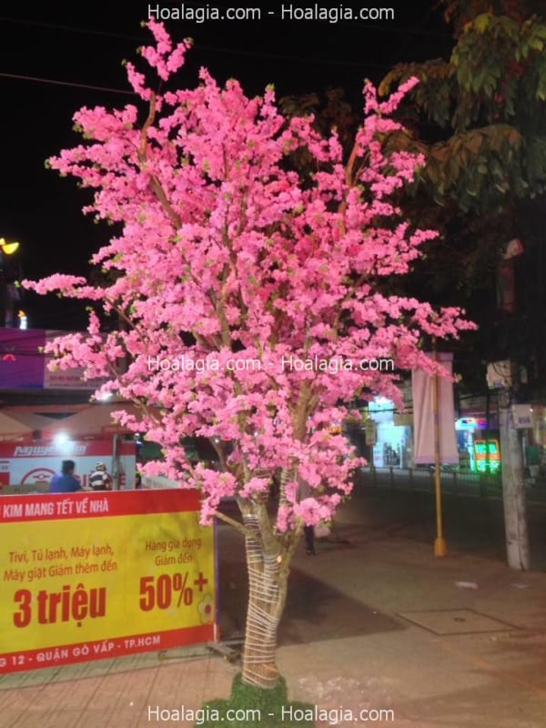 cho thuê cây hoa anh đào giả giá rẻ