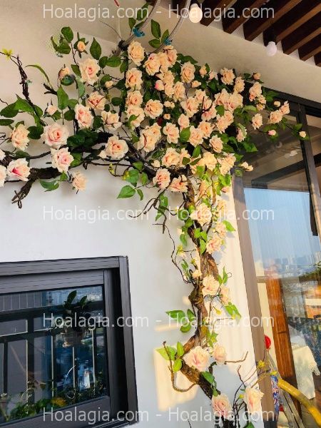 hoa hồng leo giả nha trang hoa hồng leo giả nha trang