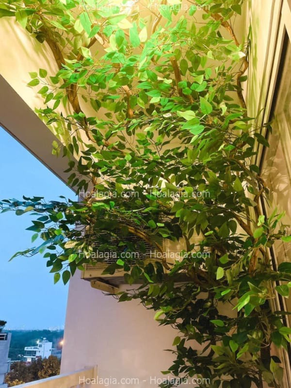 cây giả trang trí ban công 