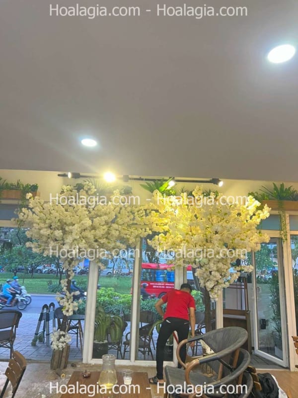 cây hoa anh đào giả hoa trắng cây hoa anh đào giả hoa trắng