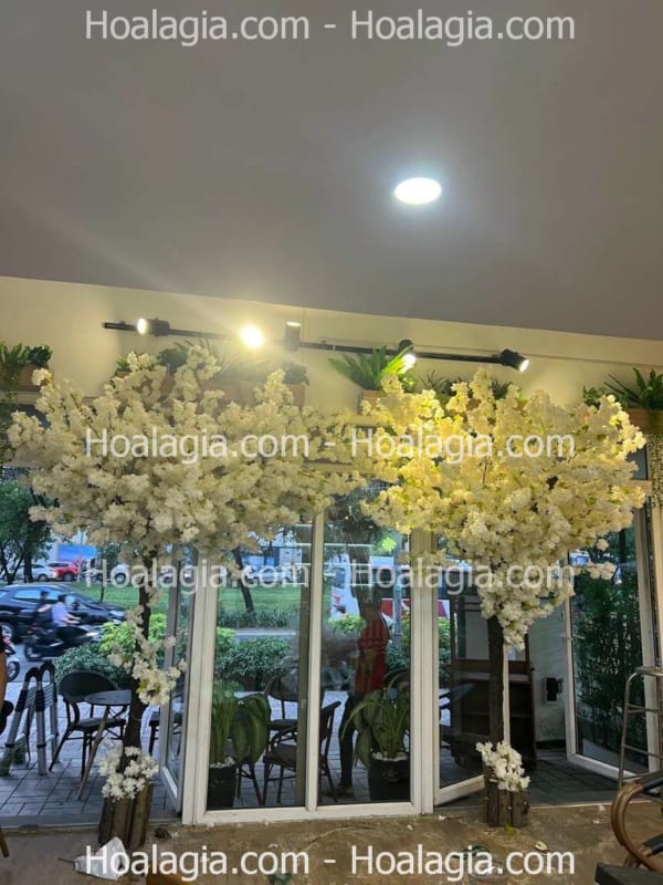 cây hoa anh đào giả hoa trắng cây hoa anh đào giả hoa trắng