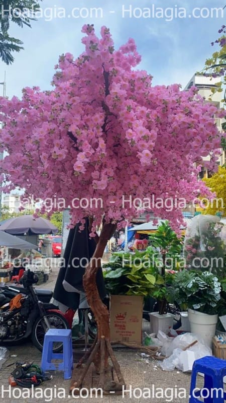 cây hoa anh đào giả tán lệch giá rẻ