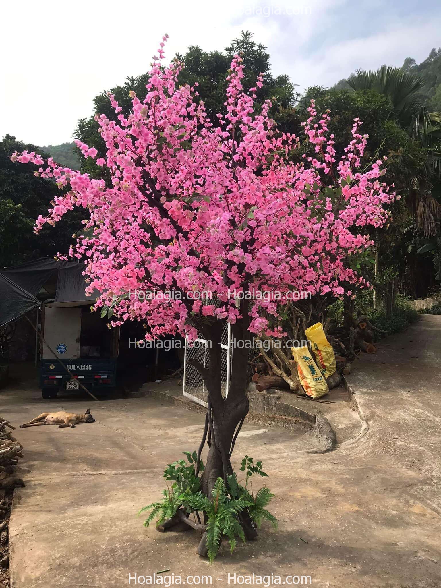cay-hoa-anh-dao-gia-trang-tri-phong-khach