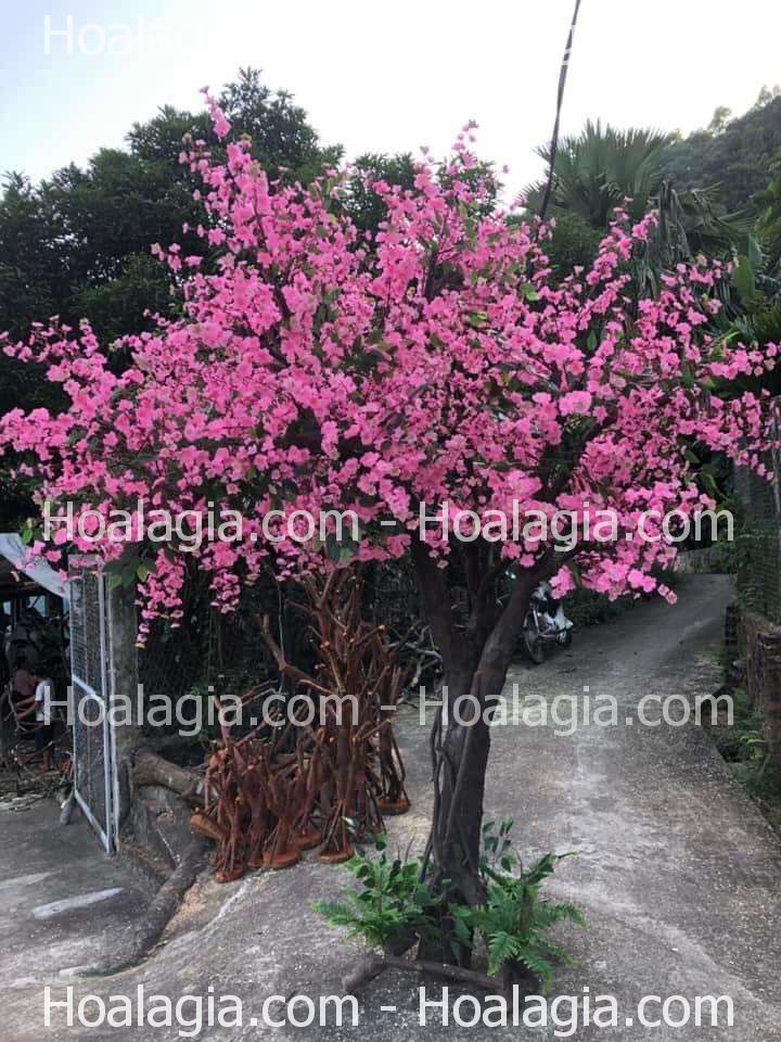cay-hoa-anh-dao-gia-trung-tet