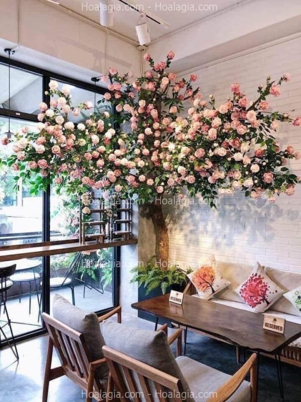 cây hoa hồng giả góc tường hà nội