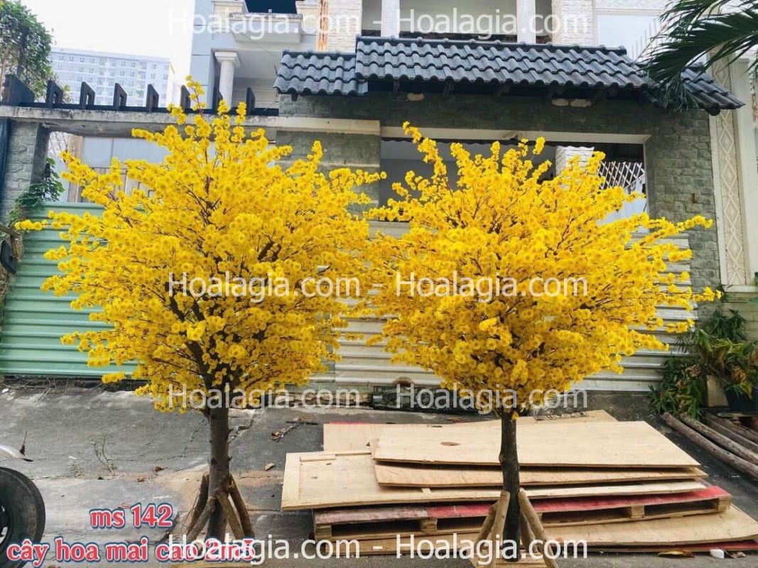 cây hoa mai giả giá rẻ cao 2m5