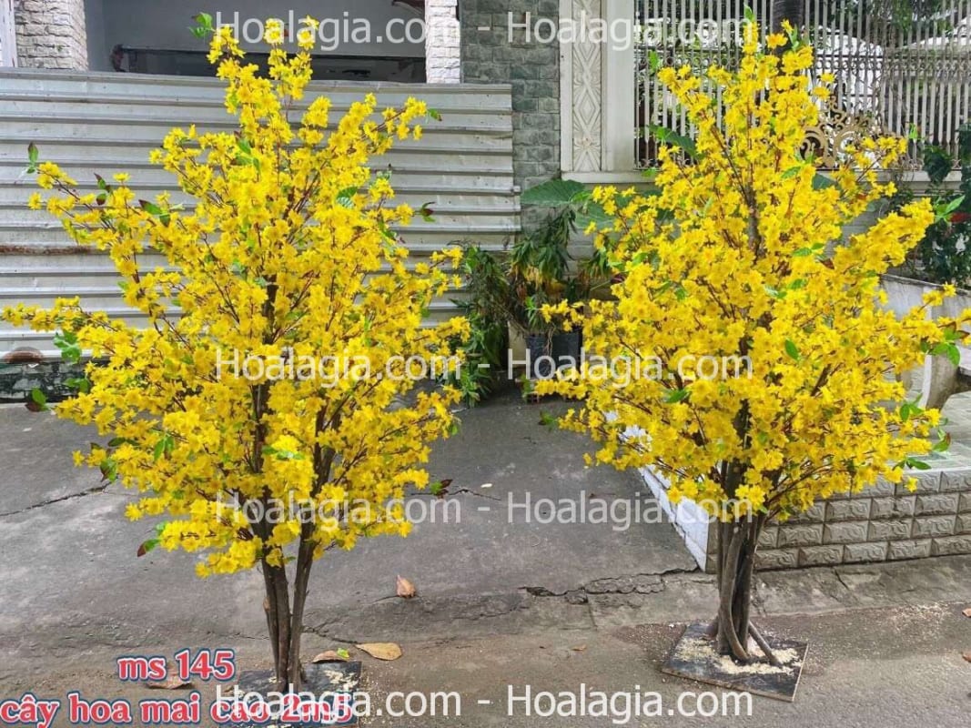 cây hoa mai vàng giả cao 2m5 tại hà nội