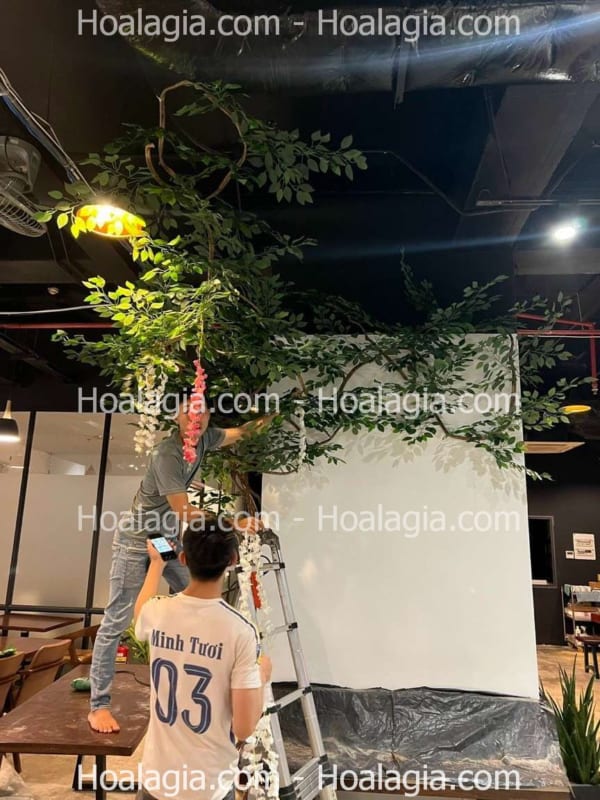 cây hoa tử đằng leo giả