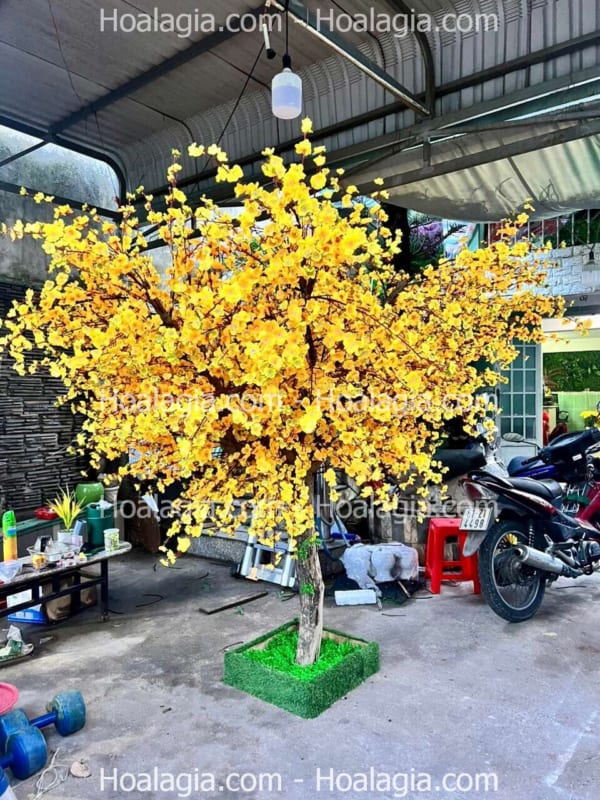 cây mai vàng giả cao 2m5