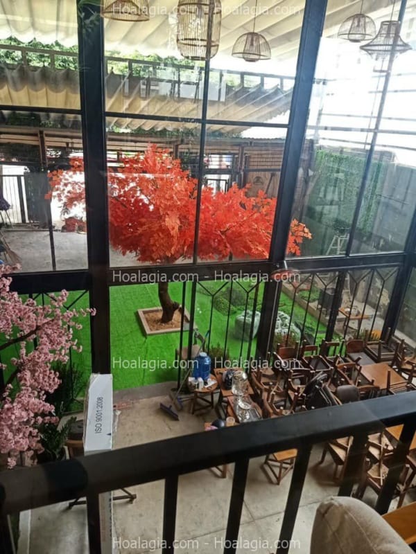 cây phong lá đỏ giả hà nội