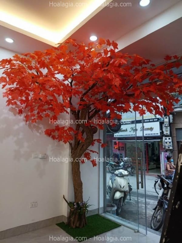 cây phong lá đỏ giả tại cầu giấy