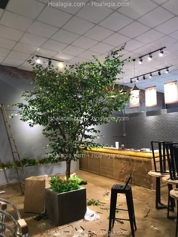 chậu cây si lá xanh giả 2m3 chậu cây si lá xanh giả 2m3