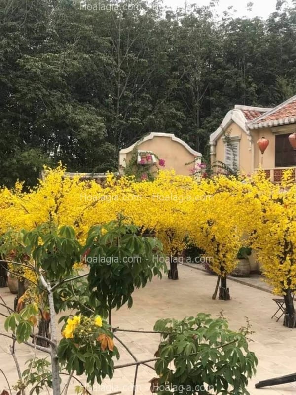 cho thuê cây hoa mai vàng giả