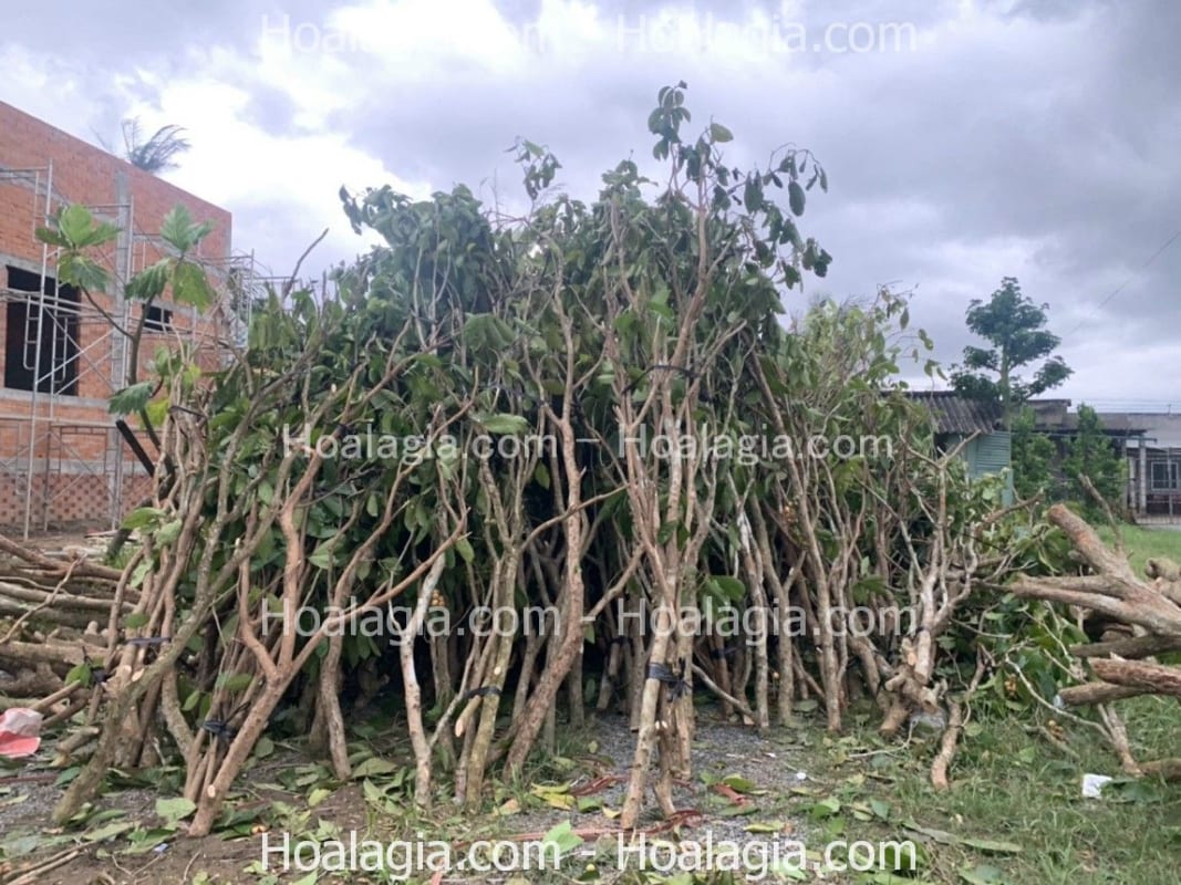 bán cây khô làm cây giả