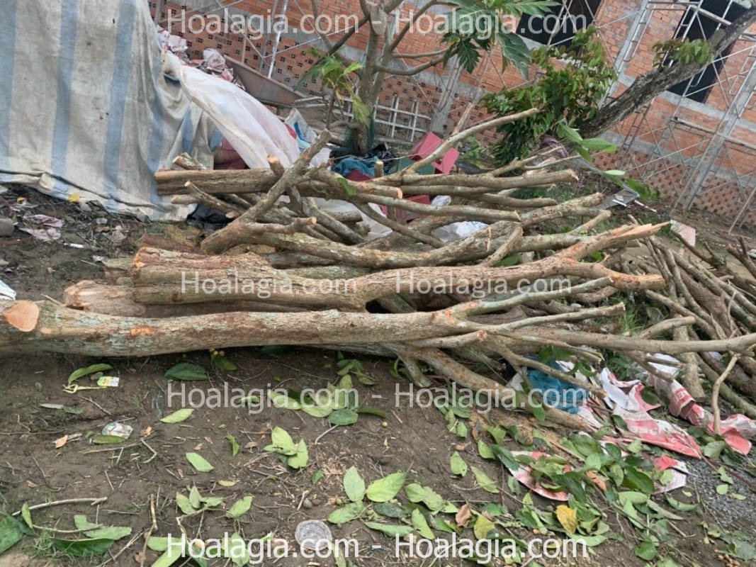 bán cây khô làm cây giả