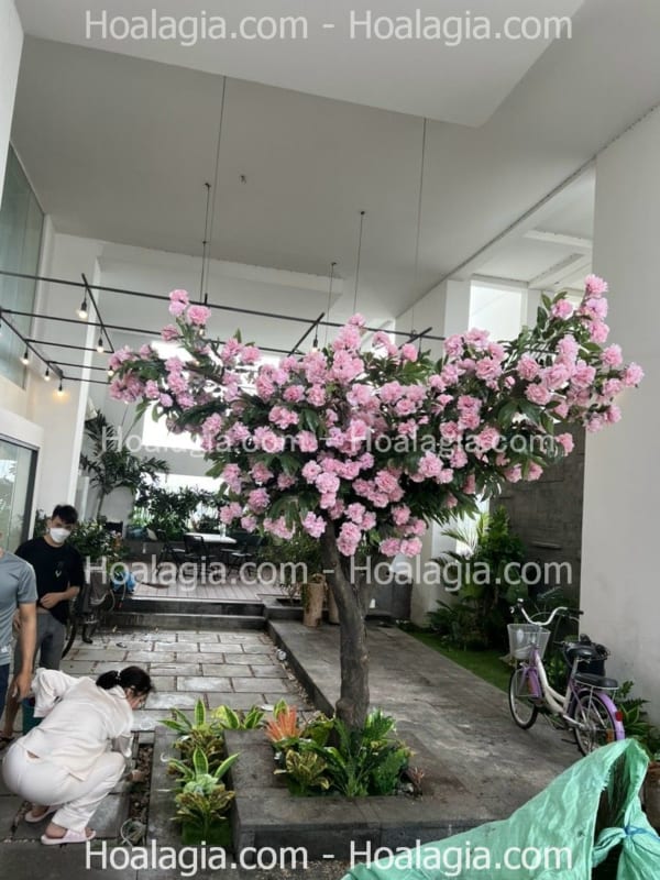 cây hoa mẫu đơn giả giá rẻ