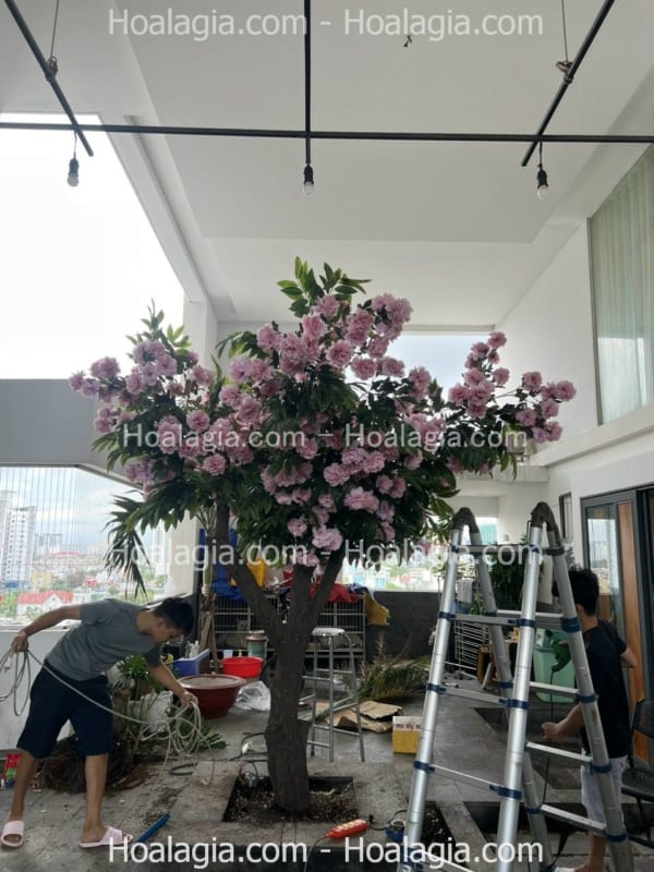 cây hoa mẫu đơn giả giá rẻ