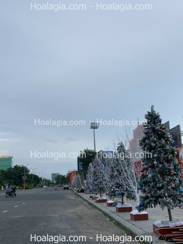 cây khô sơn trắng