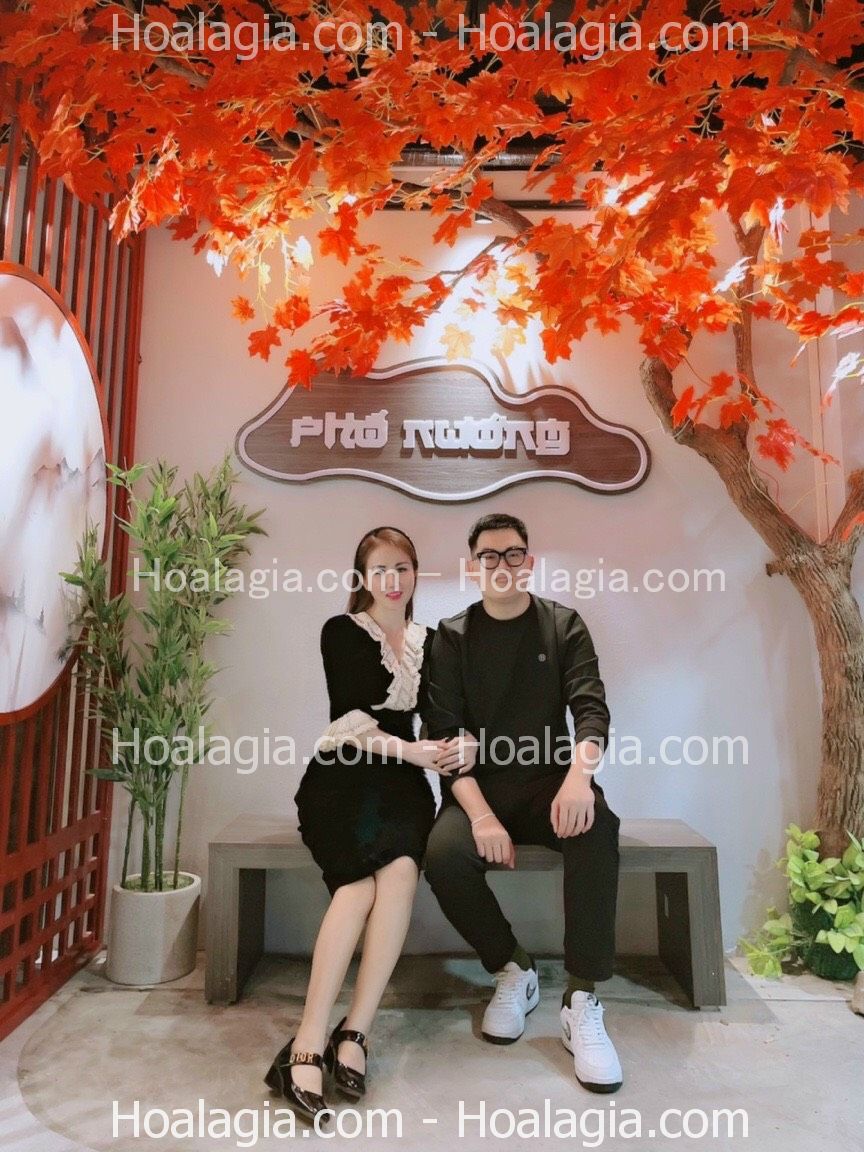 cay-phong-co-thu-la-do-gia-ha-noi-1