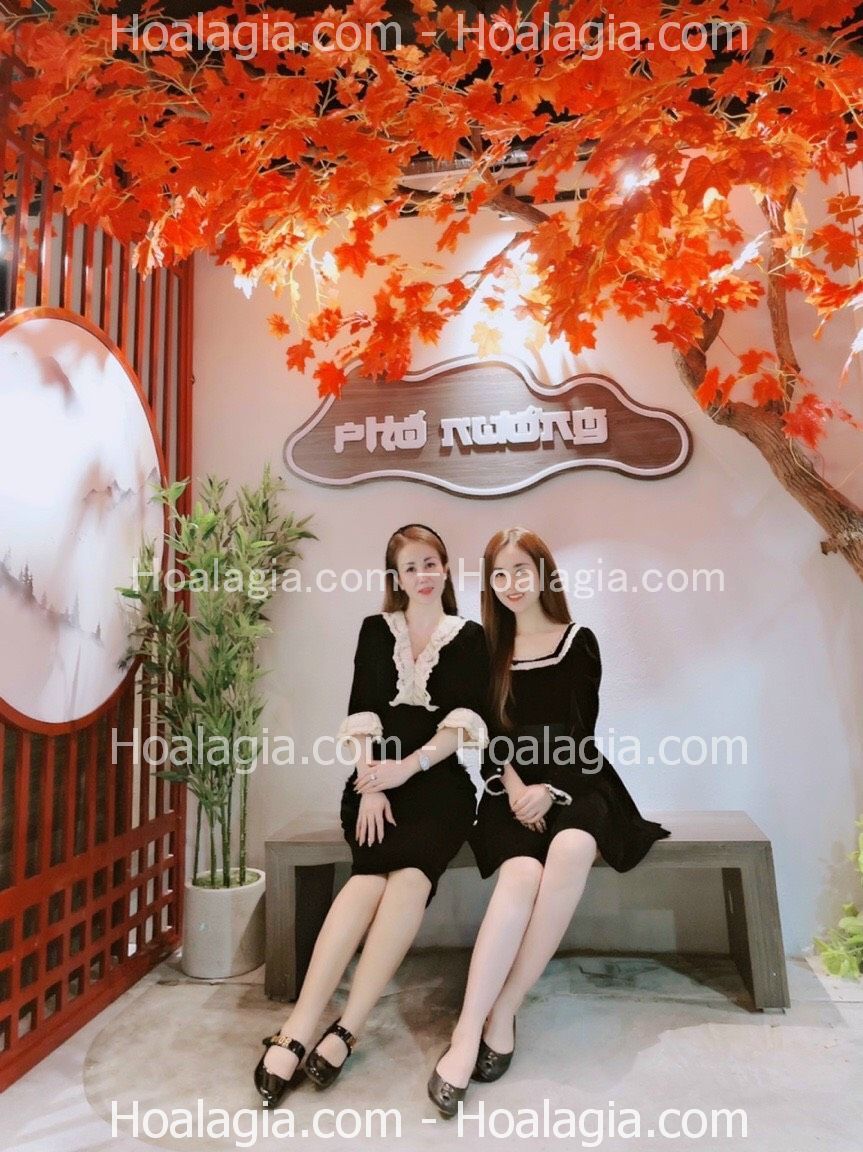 cay-phong-co-thu-la-do-gia-ha-noi