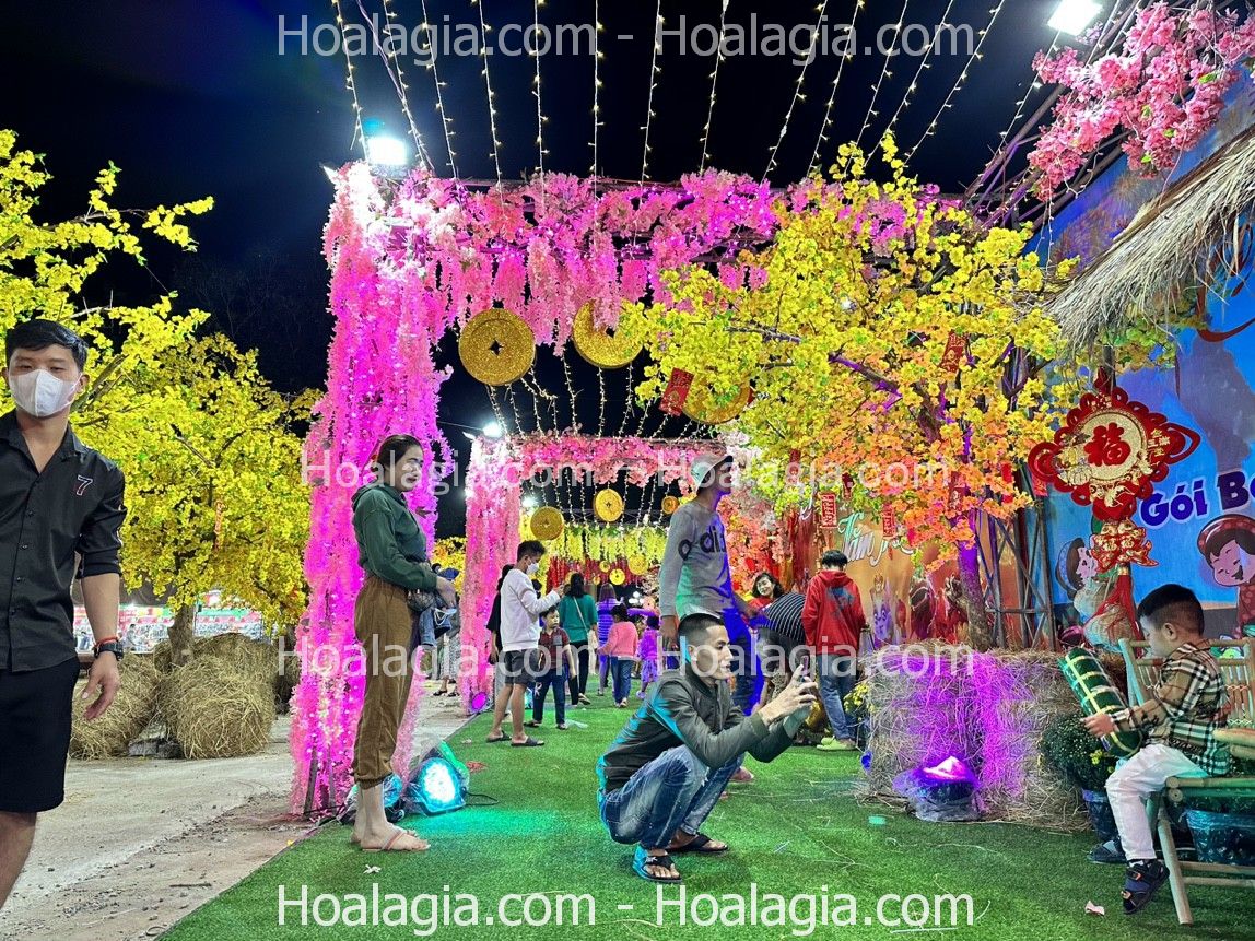 cho-thue-cay-hoa-mai-gia-su-kien